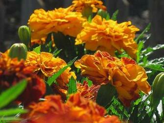 Wallpaper Flowers Bright Orange Marigold Desktop