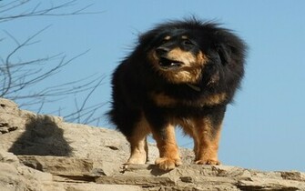 Tibetan Mastiff HD Wallpaper Atlas Animation