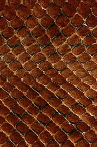 Snake Skin iPhone Wallpaper