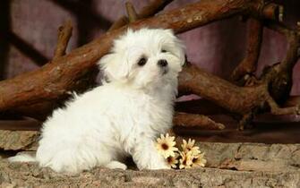 Fluffy Maltese Puppy Dogs White Puppies Wallpaper