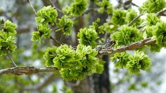 Pine Tree Flowers Cherry Green HD Wallpaper 4k