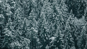 Wallpaper Snow Fir Winter Forest Trees Tree Desktop