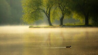 Wallpaper Duck Pond Park Lake Dawn 4k Ultra HD