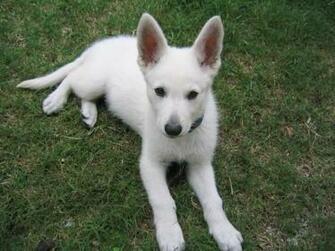 German Shepherd White Desktop Wallpaper This For