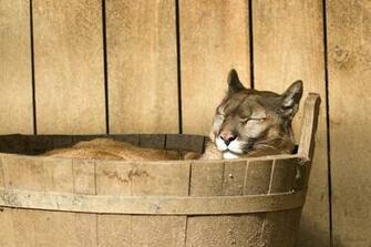 Puma Wild Tattoo Pictures To Pin
