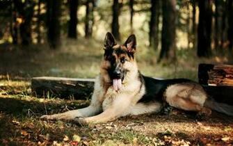 Animals Dogs Canines Shepherds Leaves Autumn Fall Seasons Trees Grass