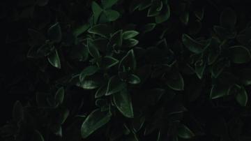 Green Leaves Close Up Dark Portrait 4k