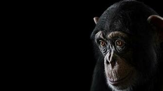 Amazing Wallpaper Of Chimpanzee Top Collection
