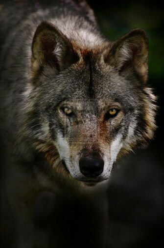 Timber Wolf Pictures All Wallpaper New
