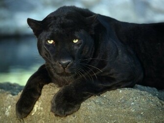 Hq Black Leopard Wallpaper