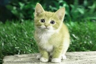 Beautiful Wallpaper Cats