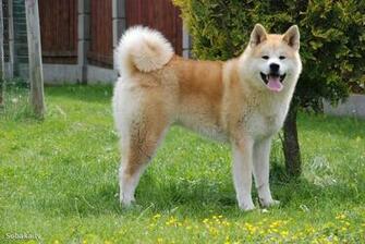 Awesome Akita Inu Wallpaper