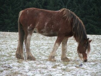 Clydesdale Wallpaper