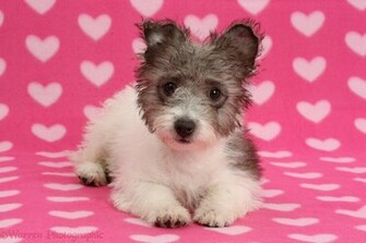 Jack Russell X Westie Pup