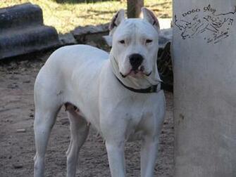 Dogo Argentino
