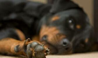 Rottweiler Puppy iPhone Wallpaper Tweet Cute Kawaii