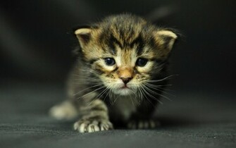 Kitten Achtergronden Jonge Katjes HD Kittens Wallpaper Foto Jpg