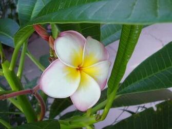 Pink Plumeria Frangipani Temple Tree