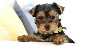 Cute And Adorable Puppy Pictures Cuteness Overflow