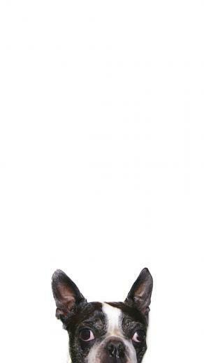 iPhone Plus Wallpaper Boston Terrier