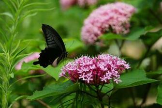 Black And Pink Butterfly Wallpaper