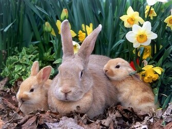 Rabbits Wallpaper Cute Animal Gallery
