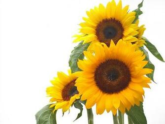 To Sunflower Wallpaper Right Click On A Resolution Select