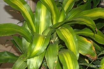 Tropical Plants