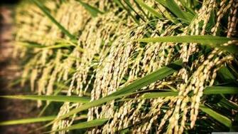Rice Wallpaper Image Group