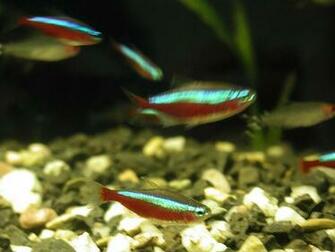 Saltwater Aquarium Fish Royalty Wallpaper