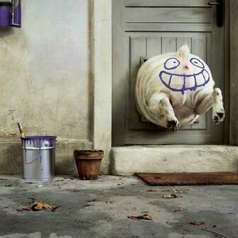 Funny Fat Dog iPad Wallpaper