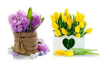 Wallpaper Tulips Flowers Yellow Sunny Spring Mood HD Walls