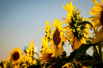 Details Sunflower And Roses Wallpaper Best