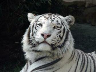 Amazing White Tiger Wallpaper Amp Pictures