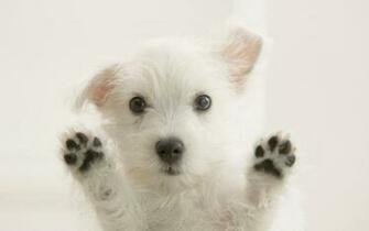 Puppy Wallpaper Innocent Myspace Background
