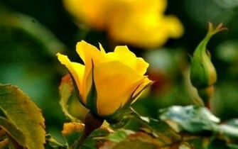 Orange Rose Flowers Image Beautiful Magenta Color
