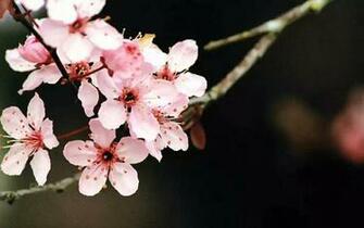 Cherry Flowers Wallpaper Desktop