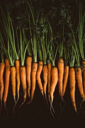 Orange Carrots On Black Background Photo By Kathrin