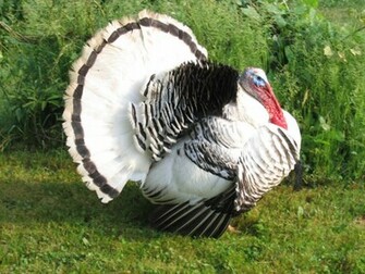 Thanksgiving Turkey Photo
