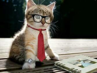 Lolcats Wallpaper