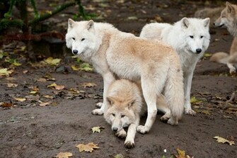 Back To Wolf Facts And Information Wallpaper HD Next Image