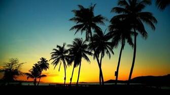 Location Home Nature Scenery Palm Trees In Sunset Wallpaper