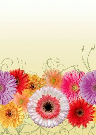 Gerber Daisy Background Daisies Background