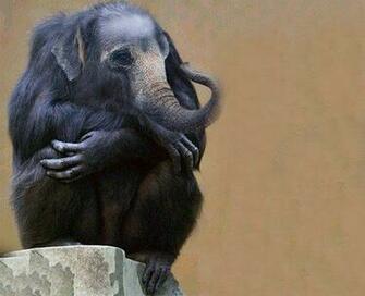 Gorilla And Elephant Desicomments