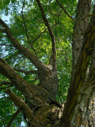 Black Locust X Wallpaper