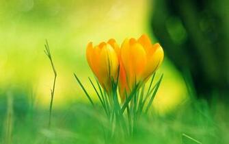 HD Flower Wallpaper Cute