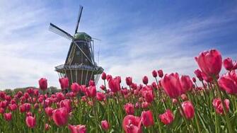 The Netherlands Field Tulip Windmill Wallpaper