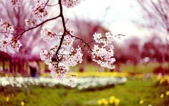 Spring Flowers Wallpaper HD Pictures One