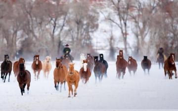 Cool Horse Wallpaper Group Background