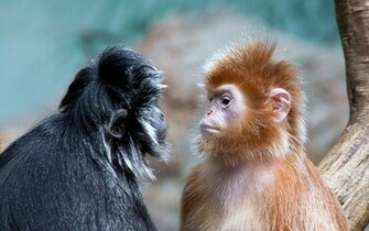 Monkeys Wallpaper For Pc Desktop IwallHD HD